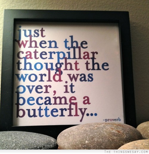 Just when the caterpillar thought the world was over it became a butterfly